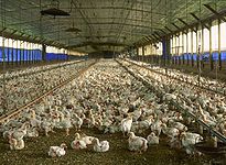 Hall with thousands of chickens - mass factory farming