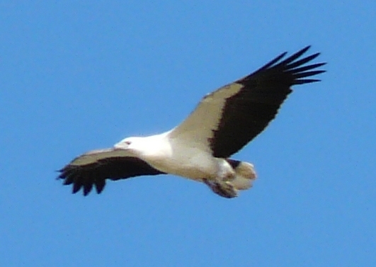 Eagle flying - THE GOLDEN SPRINGTIME